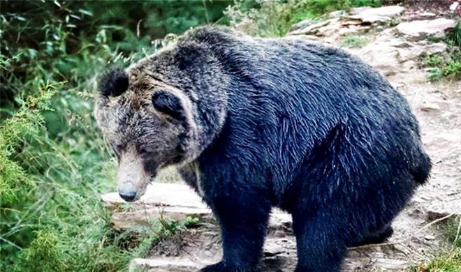 虎扑网-吴越暴熊队对阵洞庭雪豹队，电竞总决赛火力全开，门将神扑救主——赛场纪律更严谨(雪豹比武大赛视频完整)